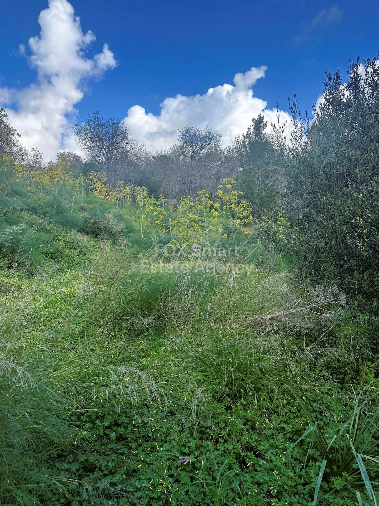 Land in Tremithousa - Image 2