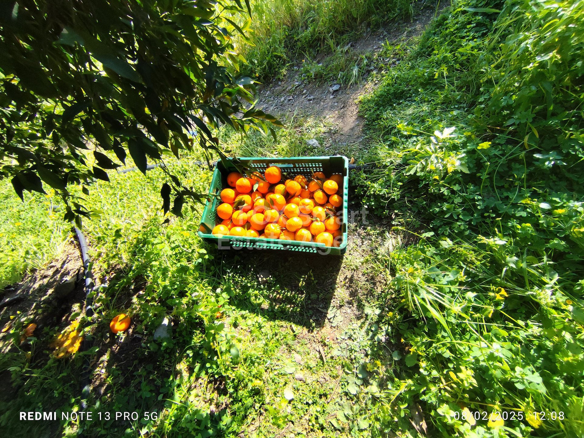 Land in Dierona - view 1