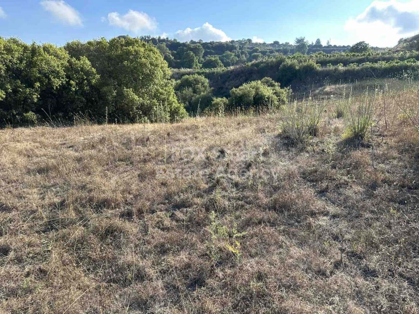 Land in Kallepia - Image 5