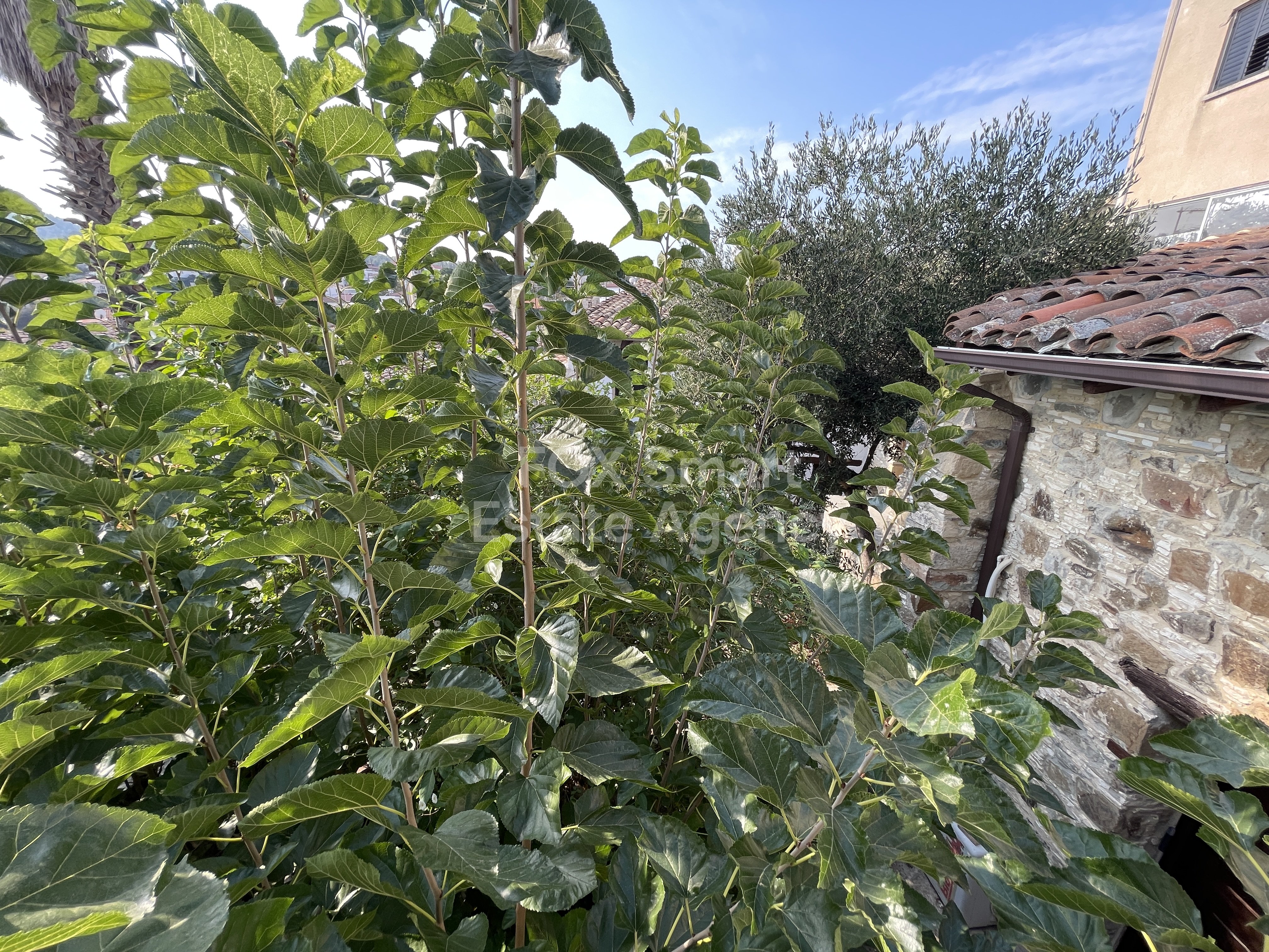 Traditional Cypriot House for Sale in Kapedes Village