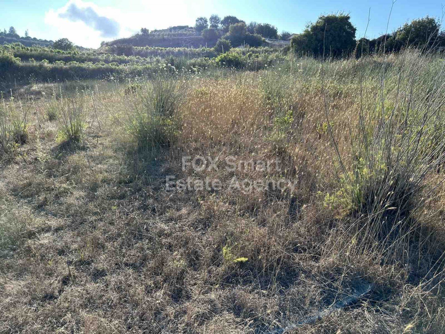 Land in Kallepia - Image 4