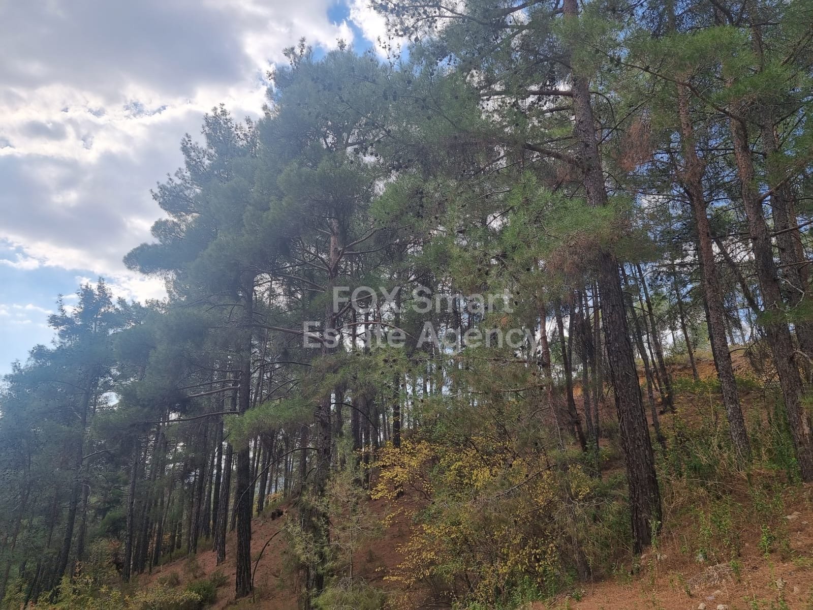 Land in Pano Platres - Image 4