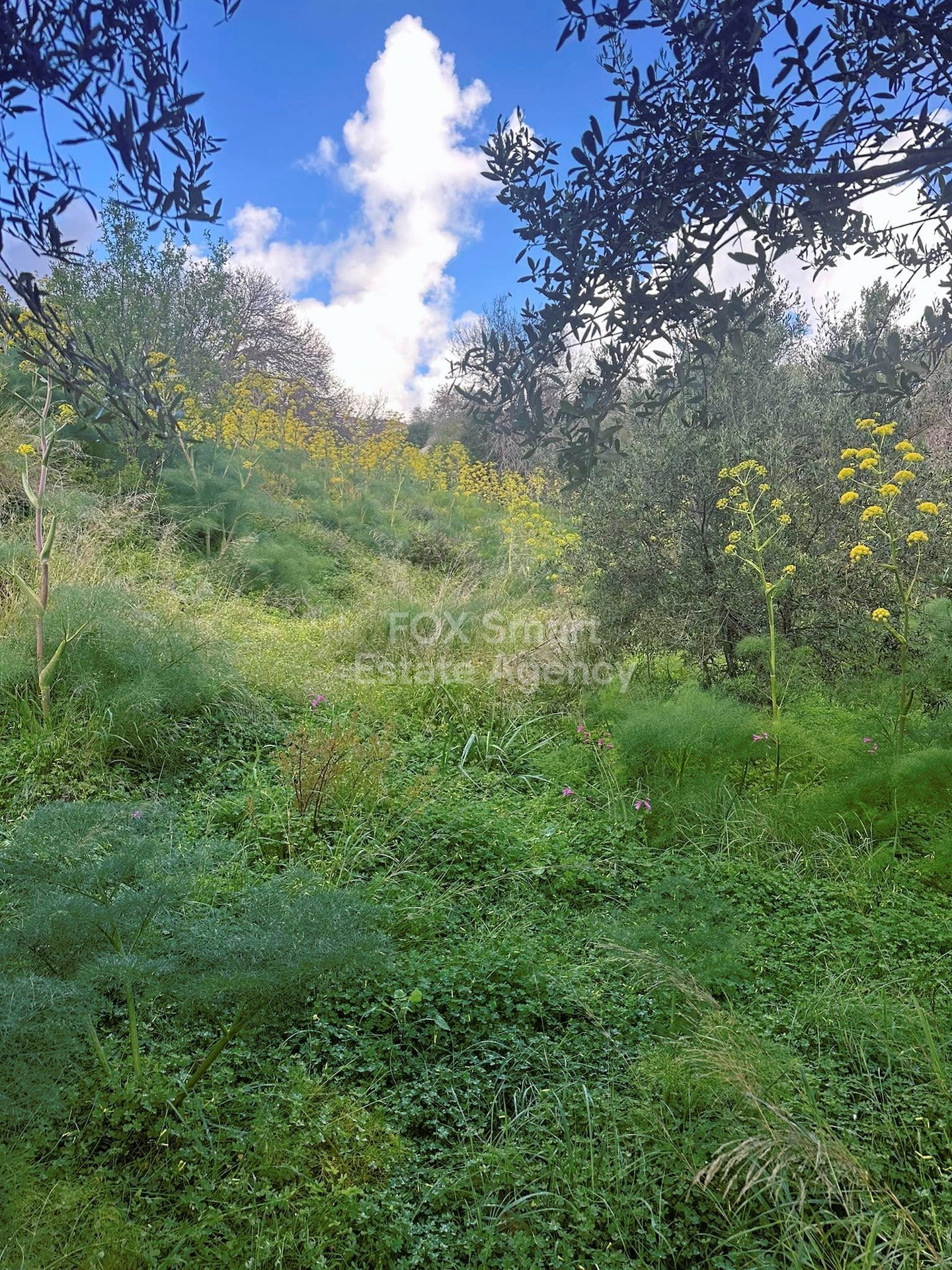 Land in Tremithousa - Image 3