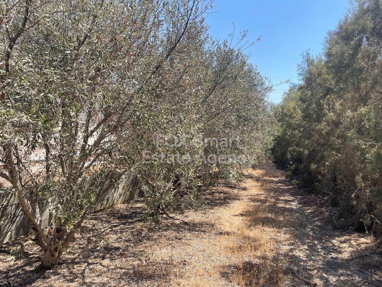 2 Bedroom HOuse, 2,272m2 Land, Olive Trees, Kalo Chorio, Larnaca