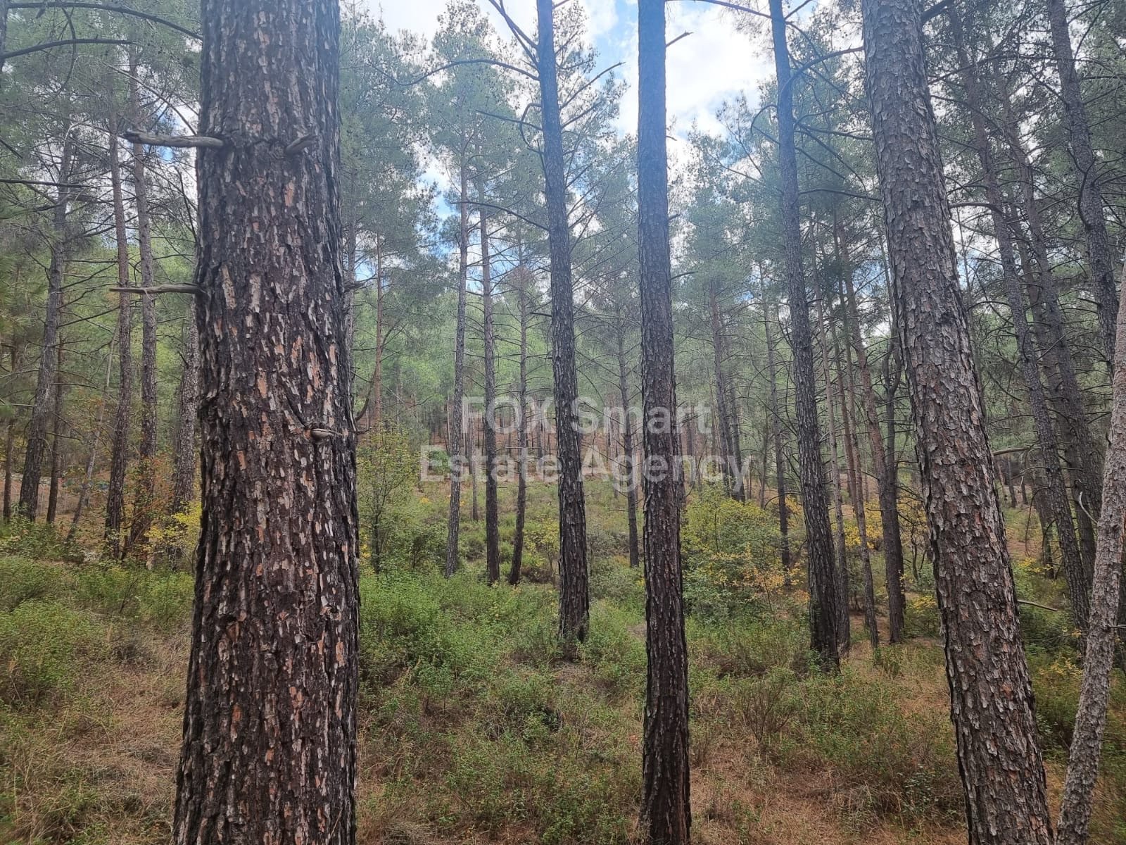 Land in Pano Platres - Image 2